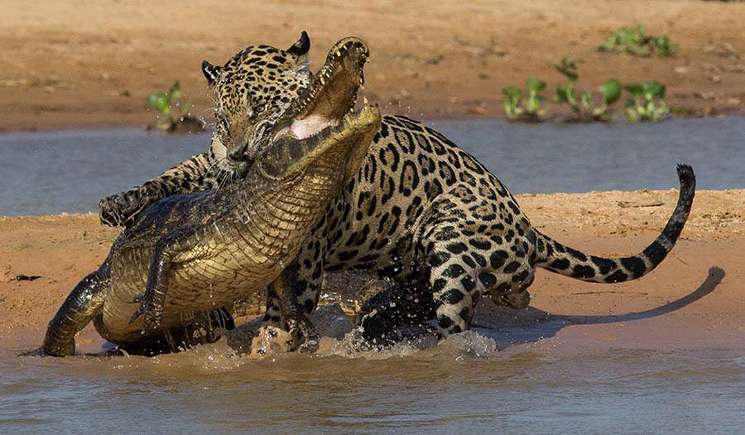 Jaguars of Brazil’s Pantanal: Wildlife Photography Tours & Safaris