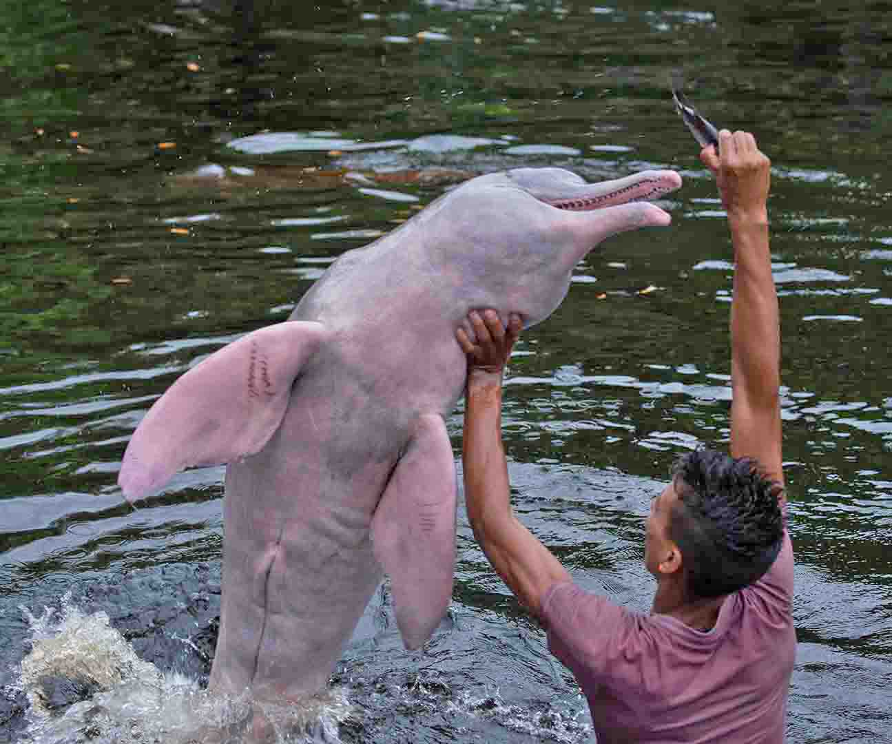 Иния амазонский Дельфин и женщины