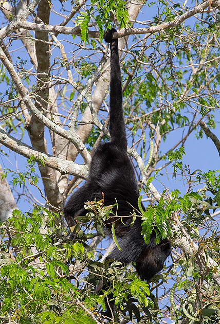 jaguars, pantanal, tours, brazil, photography, wildlife