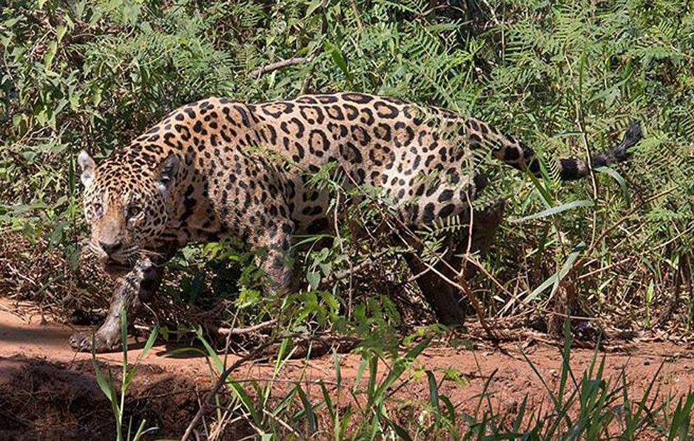 jaguars, pantanal, tours, brazil, photography, wildlife