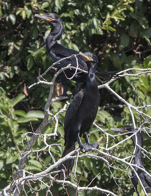 jaguars, pantanal, tours, brazil, photography, wildlife