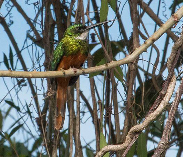 jaguars, pantanal, tours, brazil, photography, wildlife