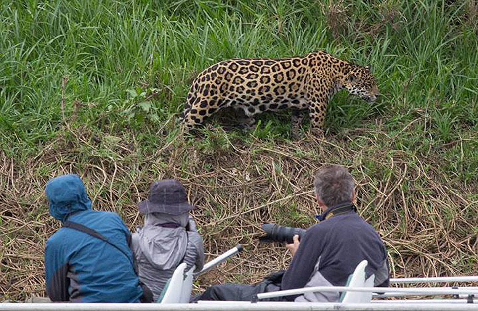Jaguars Pantanal wildlife photography tours Brazil