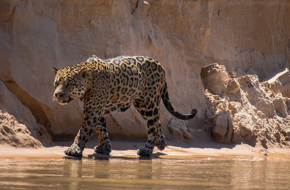 Touchdown the Jaguar editorial photo. Image of national - 77984691