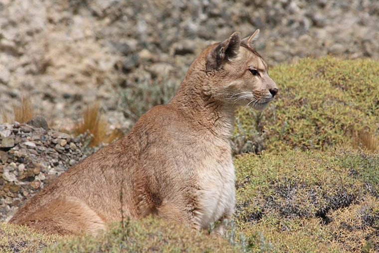 Bekijk het internet Extra prototype Pumas of Torres del Paine: Wildlife Photography Tours in Chile