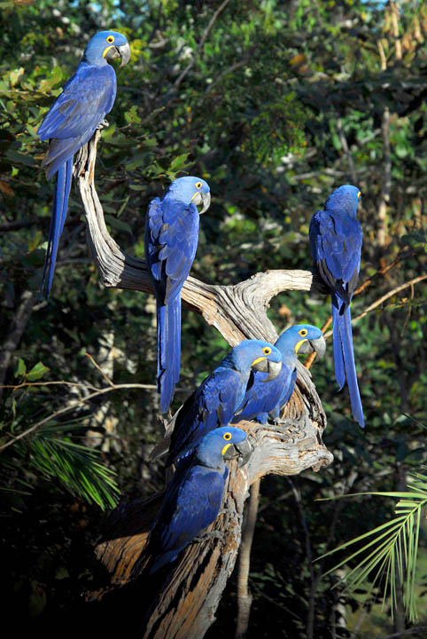 Maned Wolf, Hyacinth Macaw, photography, tours, Brazil height=